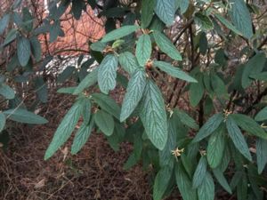 Viburnum rhytidophyllum - Leatherleaf Viburnum - Rynkolvon