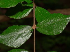 Viburnum x burkwoodii - Burkwood Viburnum - Hybridolvon