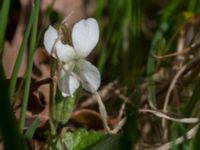 Viola alba Borgholms slottsruin, Borgholm, Öland, Sweden 20160409_0236