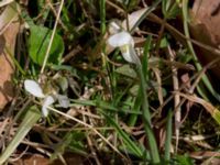 Viola alba Borgholms slottsruin, Borgholm, Öland, Sweden 20160409_0237