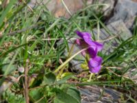 Viola ambigua Kuro S, Stepantsminda, Mtskheta-Mtianeti, Georgia 20180423_3691