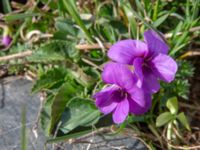 Viola ambigua Kuro S, Stepantsminda, Mtskheta-Mtianeti, Georgia 20180423_3693