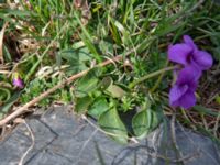 Viola ambigua Kuro S, Stepantsminda, Mtskheta-Mtianeti, Georgia 20180423_3694