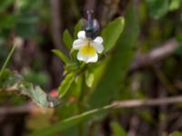 Viola arvensis Svanetorpsvägen, Åkarp, Lomma, Skåne, Sweden 20150528_0056