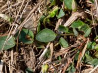 Viola canina ssp. canina Grötehög, Malmö, Skåne, Sweden 20190414_0089