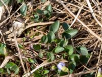 Viola canina ssp. canina Grötehög, Malmö, Skåne, Sweden 20190414_0090