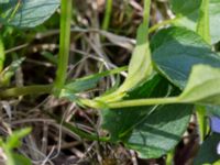 Viola canina ssp. canina Käglinge hästbacke, Malmö, Skåne, Sweden 20160529_0031