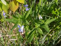 Viola elatior Kalkstad-Lenstad, Mörbylånga, Öland, Sweden 20150606_0194