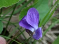 Viola hirta Scoutstugan, Bunkeflo strandängar, Malmö, Skåne, Sweden 20170413_0120