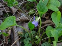 Viola mirabilis Byåsabacken, Ramsåsa, Tomelilla, Skåne, Sweden 20170506_0035