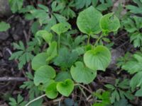 Viola mirabilis Byåsabacken, Ramsåsa, Tomelilla, Skåne, Sweden 20170506_0038