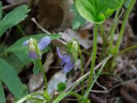 Viola mirabilis Byåsabacken, Ramsåsa, Tomelilla, Skåne, Sweden 20170506_0049