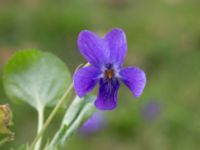 Viola odorata St Pauli kyrkogård, Malmö, Skåne, Sweden 20170410_0066