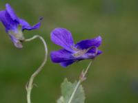 Viola odorata St Pauli kyrkogård, Malmö, Skåne, Sweden 20170410_0068