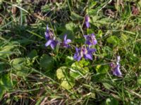 Viola odorata Ulricedal, Malmö, Skåne, Sweden 20200321_0084