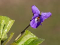 Viola odorata Ulricedal, Malmö, Skåne, Sweden 20200321_0090