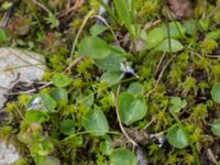 Viola palustris Nordkalottenleden, Kiruna, Torne lappmark, Lappland, Sweden 20150708_0804