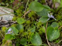 Viola palustris Nordkalottenleden, Kiruna, Torne lappmark, Lappland, Sweden 20150708_0805