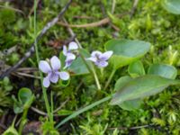 Viola palustris Nordkalottenleden, Kiruna, Torne lappmark, Lappland, Sweden 20150708_0806