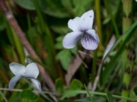 Viola palustris Risen, Genarp, Lund, Skåne, Sweden 20140501_0128