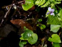 Viola palustris Slättåkra, Söderåsen, Klippan, Skåne, Sweden 20150514_0004