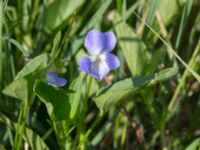 Viola persicifolia Hercules dammar, Kristianstad, Skåne, Sweden 20170528_0122