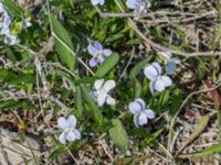 Viola pumila Kalkstad-Lenstad, Mörbylånga, Öland, Sweden 20150606_0216