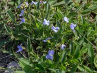 Viola pumila Kalkstad-Lenstad, Mörbylånga, Öland, Sweden 20150606_0232