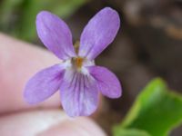 Viola reichebachiana Alnarpsparken, Lomma, Skåne, Sweden 20150415_0006