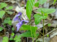 Viola reichenbachiana Ananuri, Mtskheta-Mtianeti, Georgia 20180426_3297
