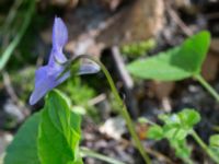 Viola riviniana Hällevik, Simrishamn, Skåne, Sweden 20170506_0174