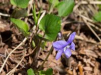 Viola riviniana Holmeja, Svedala, Skåne, Sweden 20150502_0052