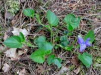 Viola riviniana Ramsåsa, Tomelilla, Skåne, Sweden 20190501_0035
