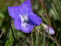 Viola riviniana Risen, Genarp, Lund, Skåne, Sweden 20140427_0030