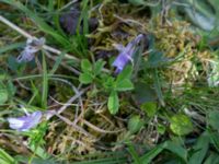 Viola rupestris ssp. rupestris Tosteberga ängar, Kristianstad, Skåne, Sweden 20150514_0099