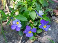 Viola tricolor Husie mosse, Malmö, Skåne, Sweden 20230531_0011