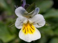 Viola tricolor Risen, Genarp, Lund, Skåne, Sweden 20140501_0149