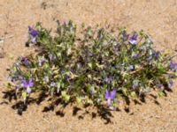 Viola tricolor ssp. curtisii Vårhallen, Simrishamn, Skåne, Sweden 20160606_0084