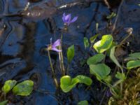 Viola uliginosa Hagalund NO Tollarp, Kristianstad, Skåne, Sweden 20170506_0199