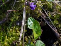 Viola uliginosa Hagalund NO Tollarp, Kristianstad, Skåne, Sweden 20170506_0201