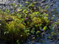 Viola uliginosa Hagalund NO Tollarp, Kristianstad, Skåne, Sweden 20170506_0207