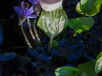 Viola uliginosa Hagalund NO Tollarp, Kristianstad, Skåne, Sweden 20170506_0209