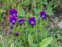 Viola × williamsii Lindängelunds rekreationsområde, Malmö, Skåne, Sweden 20170529_0012