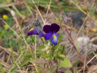 Viola x wittrockiana Lindängelunds rekreationsområde, Malmö, Skåne, Sweden 20160814_0041