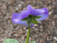 Viola x wittrockiana Väderögatan, Malmö hamn, Malmö, Skåne, Sweden 20170625_0022