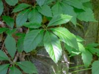 Parthenocissus inserta Ödetomt Gunnarpsvägen, Tjörnarp, Höör, Skåne, Sweden 20200725_0219