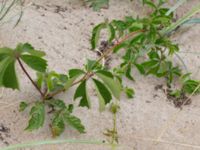 Parthenocissus inserta Havsbadet, Båstad, Skåne, Sweden 20160807_0101