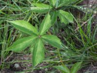 Parthenocissus inserta Jordhögar S grodreservatet, Norra hamnen, Malmö, Skåne, Sweden 20160806_0030