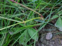 Parthenocissus inserta Jordhögar S grodreservatet, Norra hamnen, Malmö, Skåne, Sweden 20160806_0031