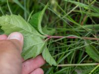 Parthenocissus inserta Jordhögar S grodreservatet, Norra hamnen, Malmö, Skåne, Sweden 20160806_0032